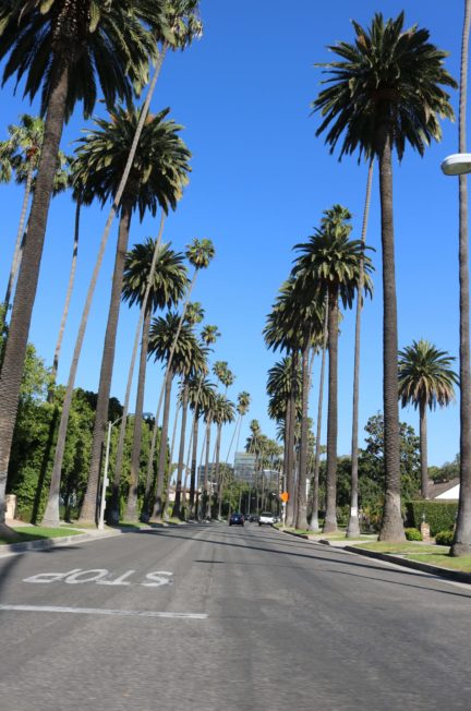 California captions, palm lined street